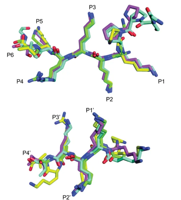 Fig 6. Comparison of SV40NLS peptides binding to the major (a) and minor (b) binding sites for Impα structures from different organisms.