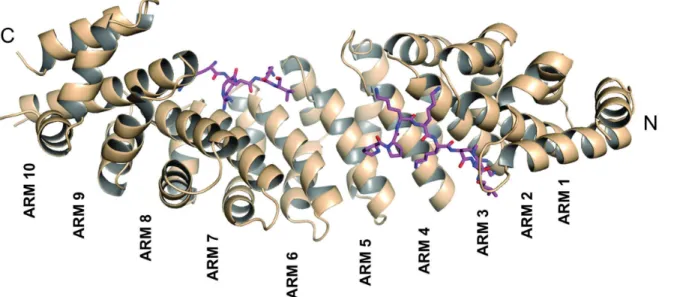Fig 1. Overall structure of the NcImpα in complex with the SV40 NLS peptide. NcImpα structure represented in cartoon exhibits an elongated and curved shape composed of ten tandem Arm repeats