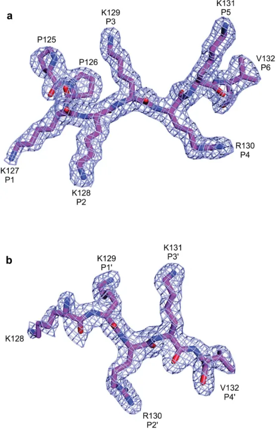 Fig 2. Electron-density map (coefficients 2jF obs j − jF calc j) of the NcImpα/SV40NLS structure in the area corresponding to SV40NLS peptides (contoured at 2.0 s.d.) at major (A) and minor (B) binding sites.