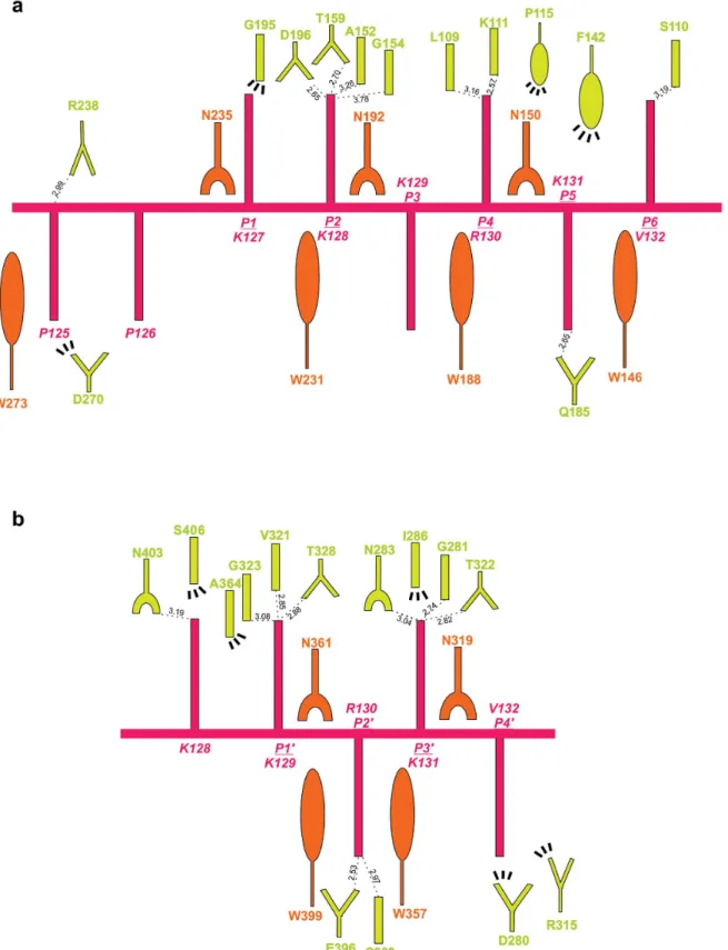 Fig 3. Schematic diagram of the interactions between SV40NLS and NcImpα for major (A) and minor (B) binding sites
