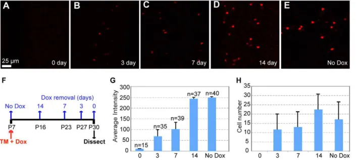 Figure 2. Dox-dependent gene activation. (A–E) Representative confocal images of labeled cerebellar GCs from P30 triple transgenic mouse (ZtTA/wt; TRE-Bi-SG-T/wt; b-actin-CreER/wt)