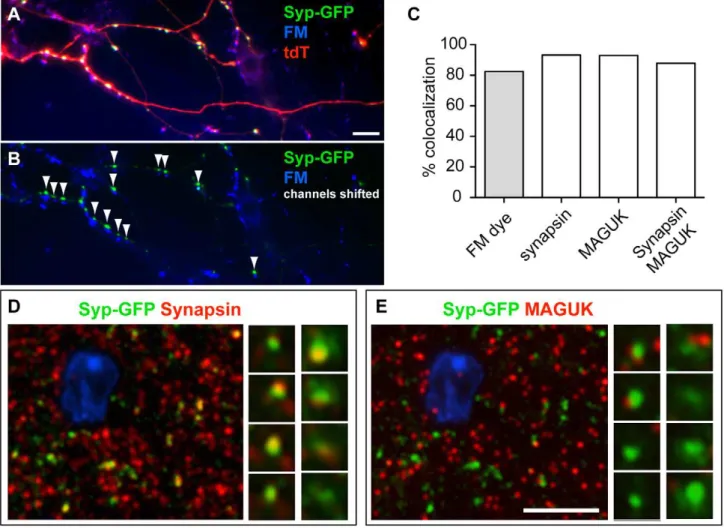 Figure 3. Validation of the synaptic labeling tool. (A) A representative image showing functional presynaptic terminals labeled by FM dye staining (blue) in 14 DIV (days in vitro) dissociated primary hippocampal neurons generated from a P0 triple transgeni