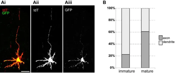 Figure 5. Syp-GFP distribution patterns in developing and mature GCs. (A) Representative confocal image of a labeled immature cerebellar GC from the mouse with the following genotype: ZtTA/wt; TRE-Bi-SG-T/wt; b-actin-CreER/wt, with tamoxifen administered a