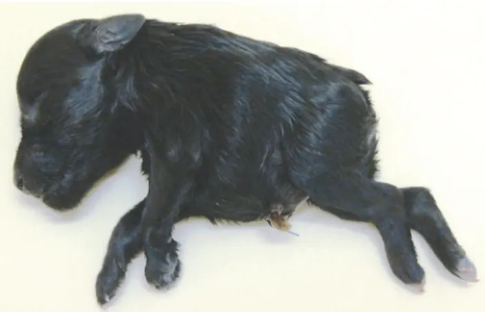 Figure 1. Photograph of miniature schnauzer pup USCF137 affected with Comma defect.