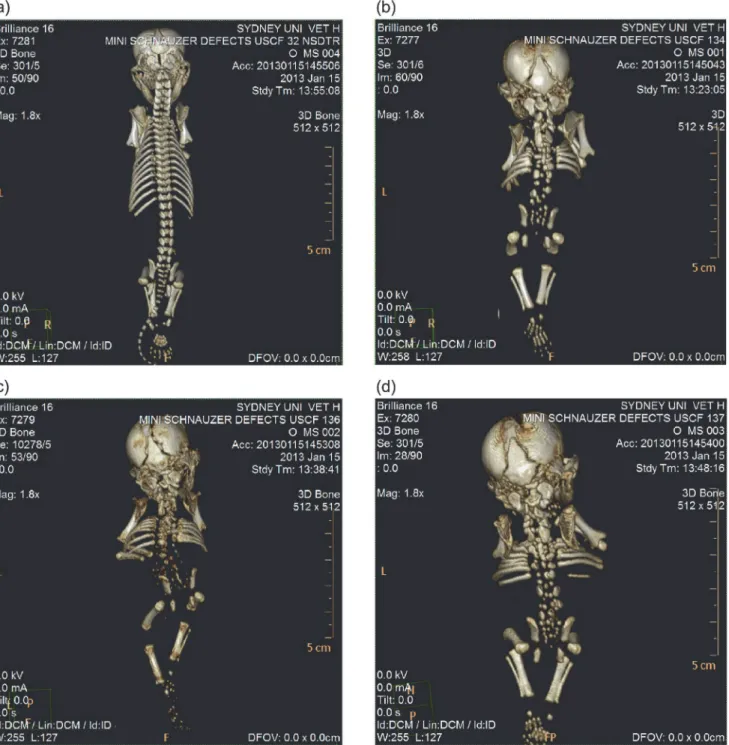 Figure 2. CT scans of miniature schnauzer pups affected with Comma defect and an age-matched unrelated control