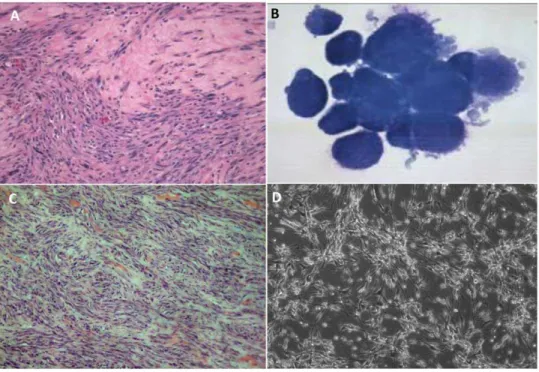 Figure 1. Imaging of STSA-1 tumors (A, C) and canine soft tissue sarcoma cells (B, D)