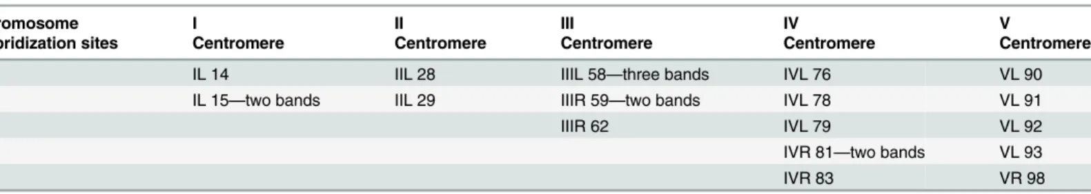 Table 1. Cytogenetic sites of Achilles as revealed by in situ hybridization on B. oleae polytene chromosomes.