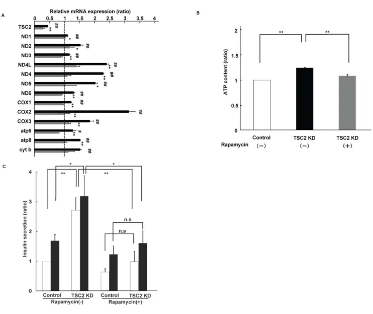 Figure 5. Effects of rapamycin treatment on mitochondrial function in TSC2 INS-1 cells