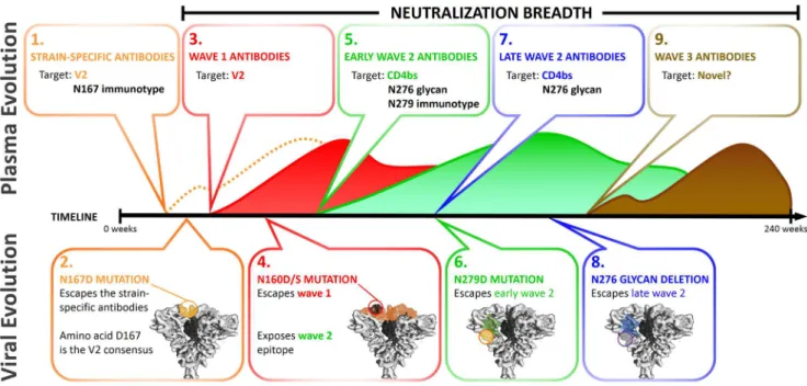 Figure 10. Summary of the role of CAP257 viral evolution in shaping broadly neutralizing antibody responses
