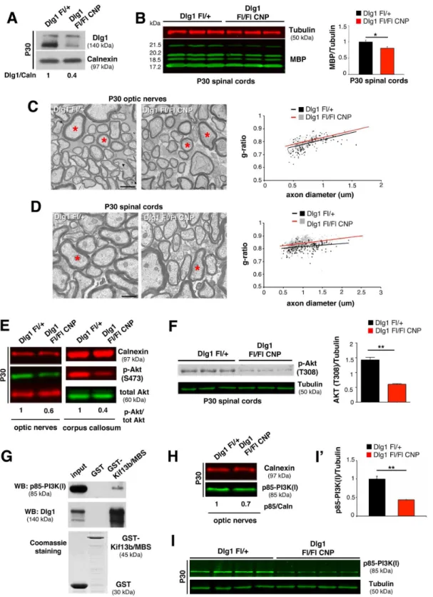Fig 6. Dlg1 enhances AKT activation and regulates CNS myelination. (A) Dlg1 expression is reduced in Dlg1 Fl/Fl CNP-Cre optic nerve lysates at P30