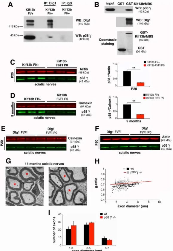 Fig 7. p38γ MAPK acts in complex with Kif13b and Dlg1 in the PNS. (A) Dlg1 and p38γ co-immunoprecipitate from mouse sciatic nerve lysates at P20.
