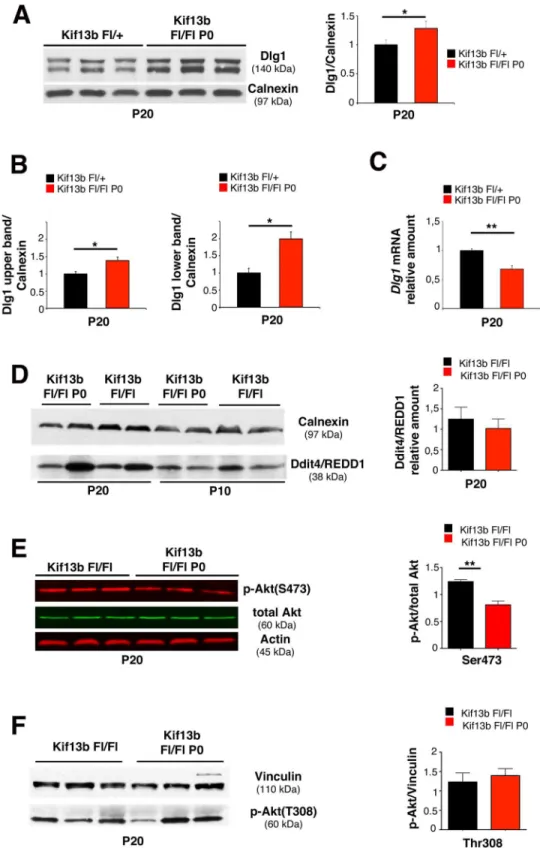 Fig 3. Increased Dlg1 expression in Kif13b Fl/Fl P0-Cre nerves. (A) Dlg1 expression is increased in Kif13b Fl/Fl P0-Cre nerve lysates, with quantification, n = 3, p = 0.042, respectively