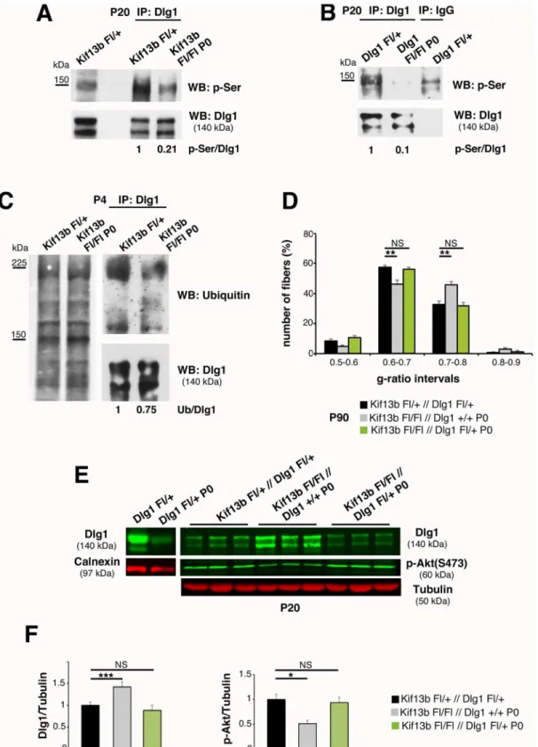 Fig 4. Kif13b negatively regulates Dlg1 expression and activity. (A) Immunoprecipitation of Dlg1 from Kif13b Fl/Fl P0-Cre nerves and controls at P20 followed by western blot analysis using an anti-phospho-serine antibody shows that Dlg1 is less phosphoryla