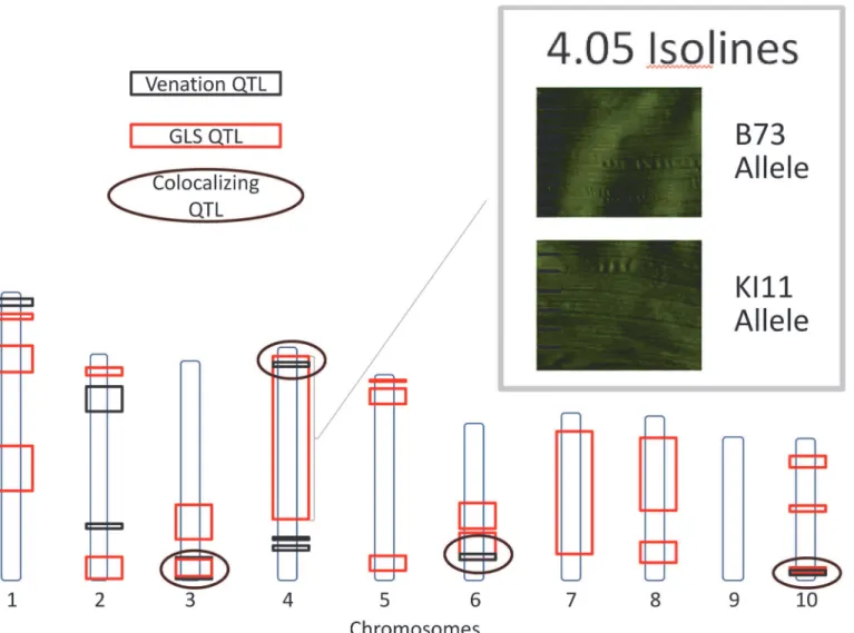 Fig 6. Gray leaf spot (GLS) and venation quantitative trait loci. Quantitative trait loci for GLS and inter-vein distance (IVD) are indicated