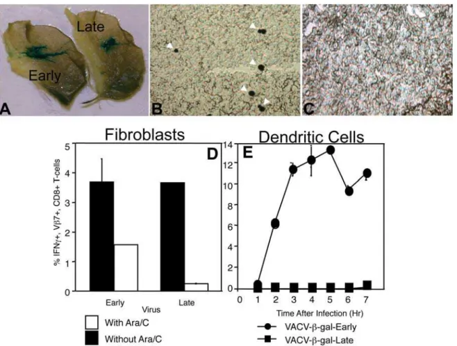 Figure 3. Late promoter-driven b-gal is not produced in pAPC in vivo or presented to T CD8+ by infected BMDC