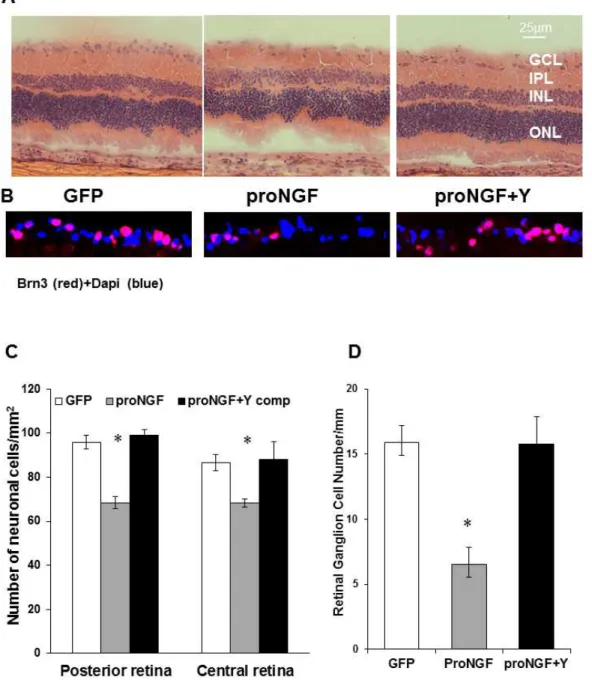 Figure 2. Inhibiting Rho kinase blocked proNGF-induced neuronal cell death. A,C. Representative images and statistical analysis of rat retina sections stained with H/E showing a reduction in total number of neuronal cells in the GCL in rats injected with p