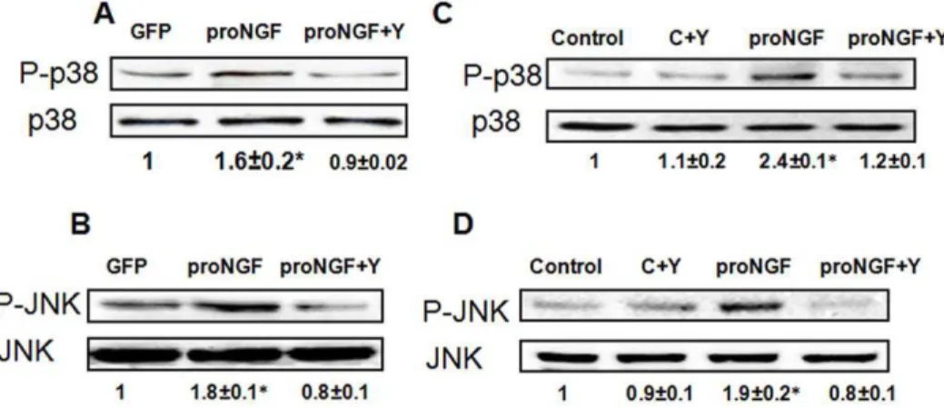Figure 7. Inhibiting Rho kinase blocked diabetes- and proNGF-induced apoptotic markers expression