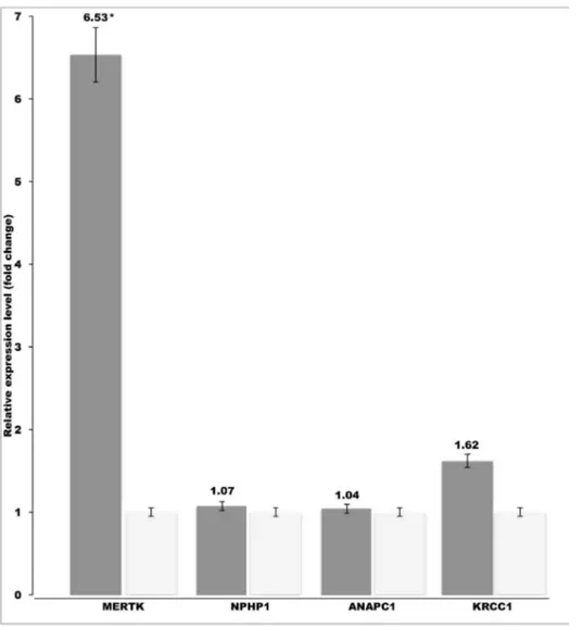 Fig. 2. Retinal upregulation of MERTK in the affected SVs. The retinal mRNA levels of MERTK, NPHP1, ANAPC1 and KRCC1 genes were compared between affected (n54) and unaffected dogs (n52)