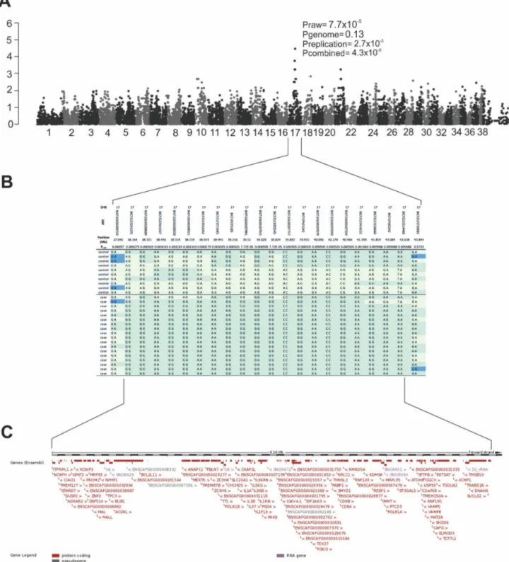 Fig. 1. Results of the genome-wide association study. Genome-wide association analysis identifies the retinopathy locus in the SV breed