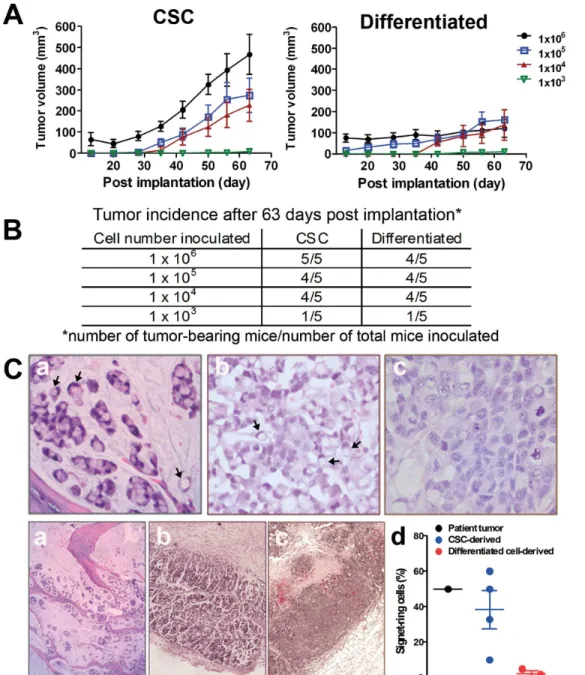 Figure 3. Enhanced tumorigenic potential of CSCs and histology of xenograft tumor tissues