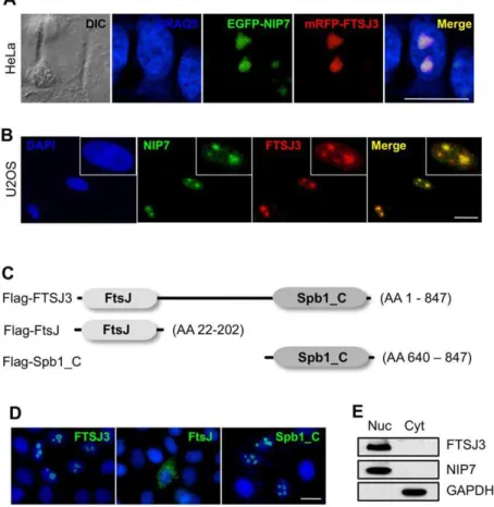 Figure 3. FTSJ3 colocalizes with NIP7 in the nucleolus. (A) Transient expression of EGFP-NIP7 and mRFP-FTSJ3 in HeLa cells