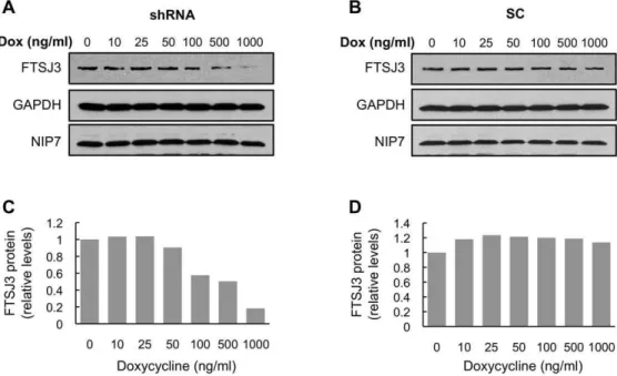 Figure 4. Analysis of FTSJ3 knockdown by RNA interference using the pFRT-U6tetO inducible system