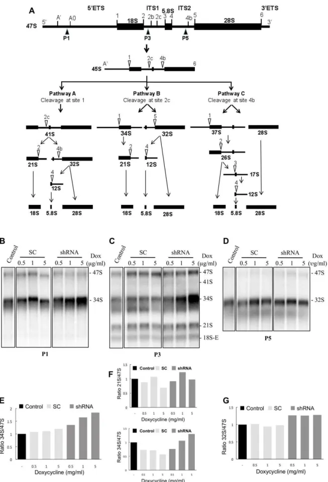 Figure 6. Analysis of pre-rRNAs intermediates in HEK293 Flp-In T-Rex cells expressing a shRNA targeting the FTSJ3 mRNA