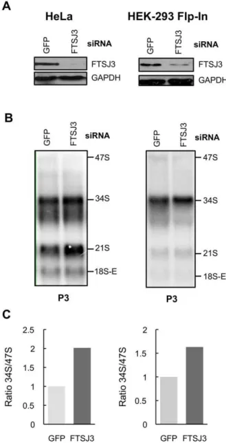 Figure 7. Analysis of pre-rRNAs intermediates in HeLa and HEK293 Flp-In T-Rex cells transiently transfected with a siRNA targeting the FTSJ3 mRNA
