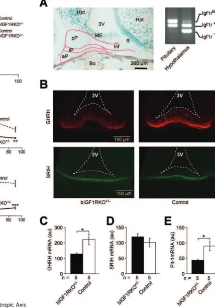 Figure 3. Somatotropic Signals in the Hypothalamic-Pituitary Complex (A) Efficient Cre-lox recombination in hypothalamus, not in pituitary, as shown by X-Gal-staining of a sagittal NesCre þ /0 ;Rosa26R þ /0 brain section: