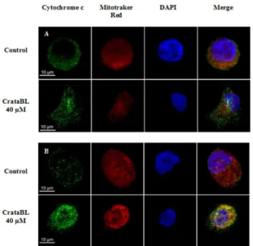 Figure 11. Analysis of caspase-3 activation in prostate cancer cell lines. DU145 (A) and PC3 (B) (1610 5 cells) cell lines were seeded in 6-well plates, following the same protocol for apoptosis with annexin V/FITC and PI staining