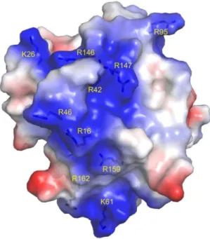 Figure 12. Semi-transparent space-filling representation of the surface of CrataBL molecule colored by residue charges (red negative, blue positive)