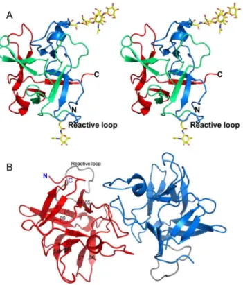 Figure 6. Overall structure of CrataBL. (A) Stereo view of the three- three-dimensional structure of a CrataBL monomer (molecule A of crystal form I)