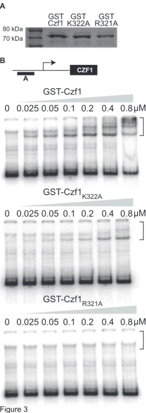 Figure 3B shows that DNA-binding by wild-type GST-Czf1p was detectable at a concentration as low as 25 nM and became more robust as protein concentration increased