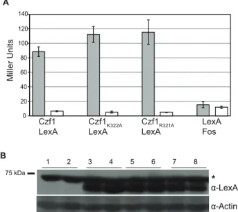 Figure 4. Wild type and mutant Czf1p interact with Efg1p in a yeast two-hybrid assay. S