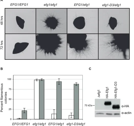 Figure 5. A strain carrying an efg1 mutant defective in interaction with Czf1p behaves like a strain carrying one allele of wild-type Efg1p during matrix-embedded growth