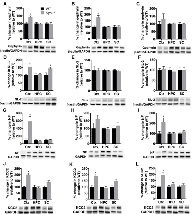 Fig 4. Increased gephyrin, neuroligin-2, neurofascin, and KCC2 expression during epileptogenesis in Syn2 -/- mice