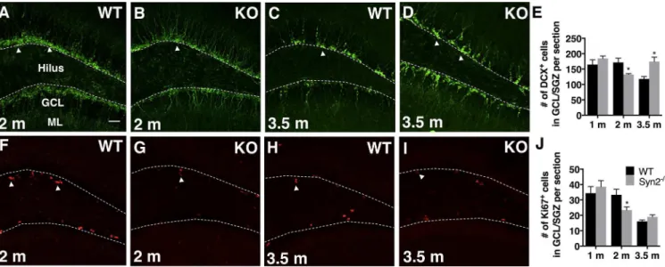 Fig 6. Reduced hippocampal neuroblast production in epileptogenic 2-months old Syn2 -/- mice