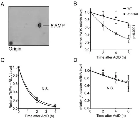 Figure 4. Nocturnin alters iNOS mRNA half-life. (A) Nocturnin-mediated deadenylation releases 59AMP