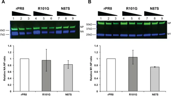 Figure 3. NA and M1 protein levels between rPR8wt, rPR8 M1 N87S, and rPR8 M1 R101G are similar when normalized to NP protein levels