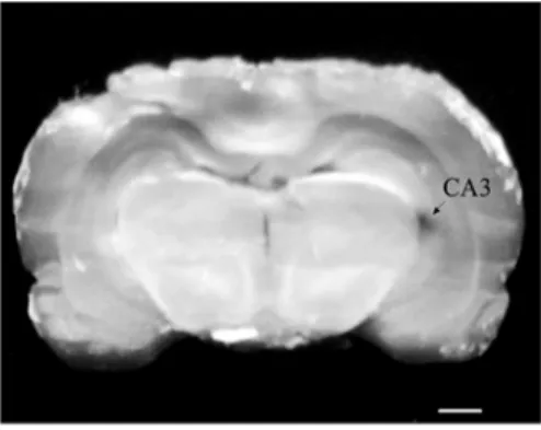 Figure 	 1.	 Location	 of	 the	 microelectrode	 arrow 	 in	 the	 hippocampal	CA 	area	of	rat.	Scale	bar,	 