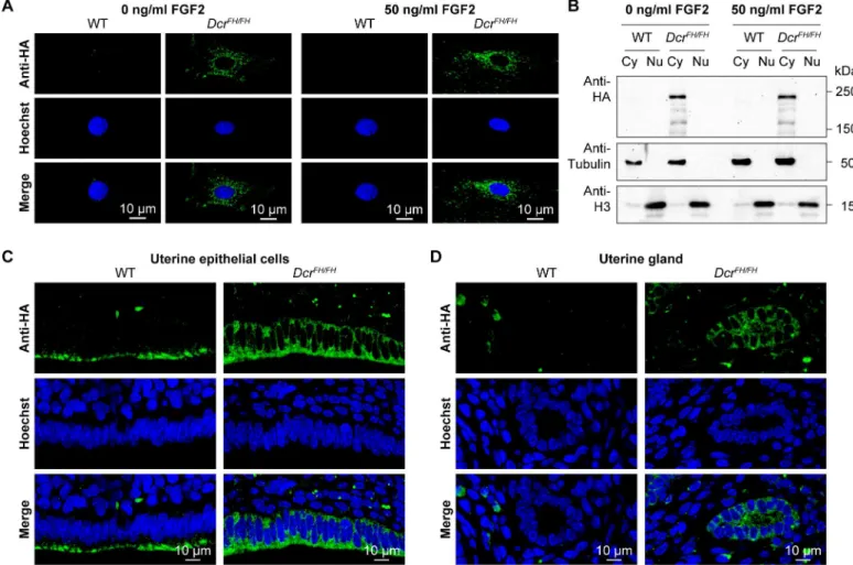 Fig 3. FGF signaling does not induce translocation of Dicer to the nucleus. (A) Confocal micrographs showing immunofluorescence anti-HA staining of wild type and Dcr FH/FH serum starved PMEFs after stimulation with FGF2