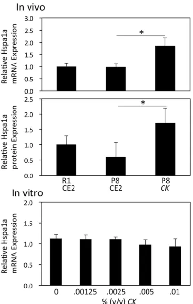 Fig 5. Effect of CK on the expression of HSPA1A mRNA and protein. Total RNA was prepared from brains of R1 CE2, P8 CE2, and P8 CK mice from Experiment 1 (n = 4)