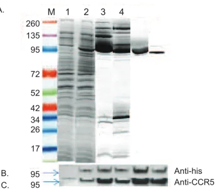 Fig 2. Expression and purification of soluble recombinant CCR5-T4L protein in an E. coli system