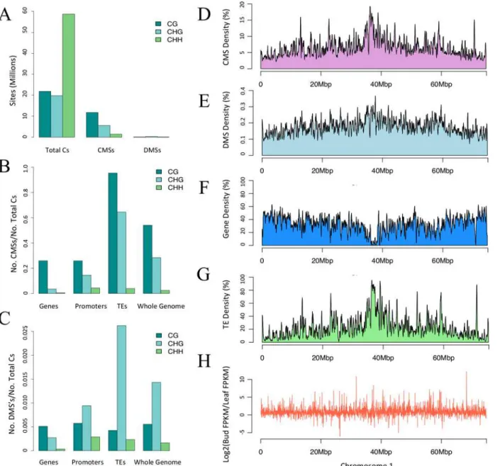 Fig 2. Context, direction, and regions of CMSs and DMSs. A) The number of sites in the correct context for methylation throughout the genome (Total Cs), along with the number of CMSs and DMSs in context