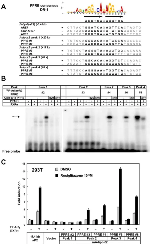 Figure 3. Identification of functional regulatory elements in the intron 1 of Adipor2 