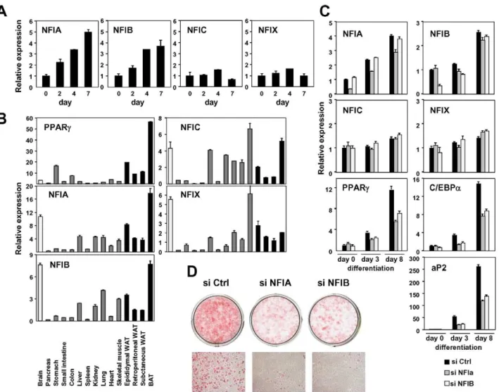 Figure 6. NFIA and NFIB are novel regulators of adipocyte differentiation. (A) Transcriptional regulation of NFI transcription factors during adipocyte differentiation (3T3-F442A)