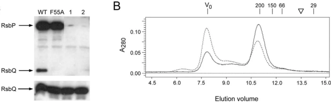 Table 1. Yeast two-hybrid interactions of RsbQ with different domains of RsbP a .