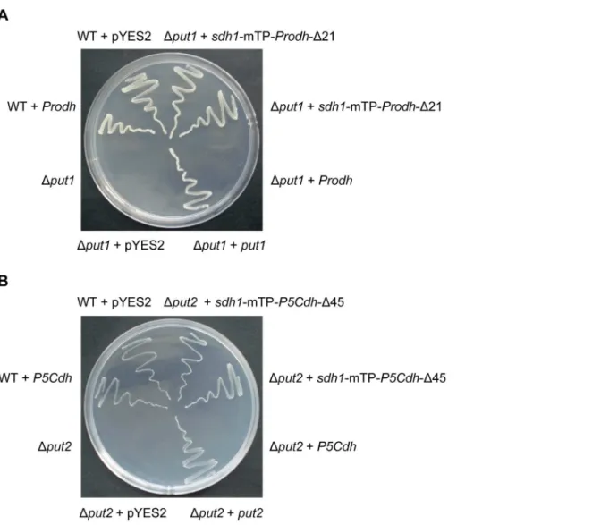 Figure 3. Heterologous complementation of yeast D put1 and D put2 mutants by Prodh and P5Cdh from C