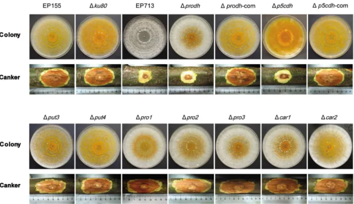 Table 3. Characterization of mutant strain sporulation and virulence.