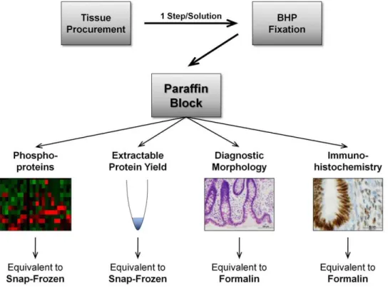 Table 1. Biomarker and Histology Preservative (BHP) composition.
